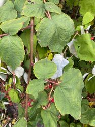 Japanse wijnbes - Rubus phoenicoelasius