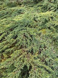 Jeneverbes-Juniperus-communis.jpeg