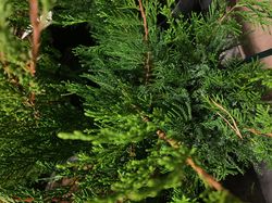 Juniperus - Juniperus media 'Mint Julep'