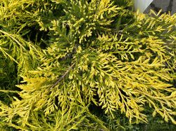 Jeneverbes - Juniperus x pfitzeriana 'King of Spring'