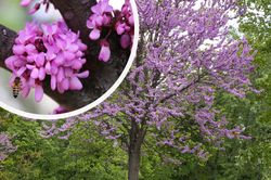 Judasboom - paarse bloei in het voorjaar