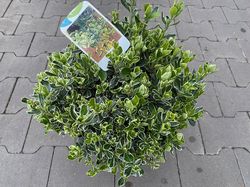 Kardinaalsmuts-Euonymus-japonicus.jpeg