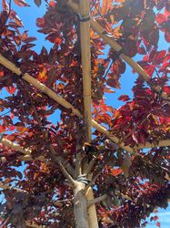 Zierpflaume - Prunus cerasifera 'Nigra' Dachform