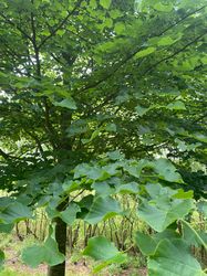 Winterlinde, Kleinbladige linde - Tilia cordata