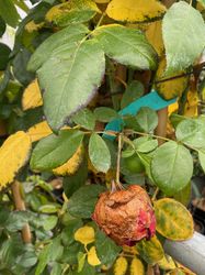 Klimroos - Rosa 'Florentina' in de herfst