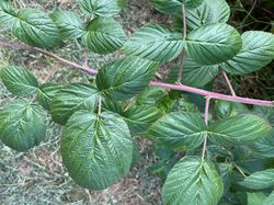 Knekelframboos - Rubus niveus