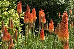 Vuurpijl - Kniphofia 'Royal Standard'