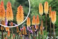 Vuurpijl - Kniphofia 'Tawny King' in bloei