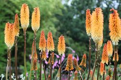 Vuurpijl - Kniphofia 'Tawny King'