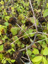 Cephalanthus occidentalis 'Fiber Optics' (Herfst)