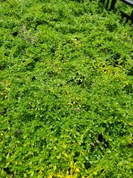 beloopbare tuinplanten loopgroen Kruiptijm - Thymus praecox 'Albiflorus'