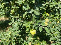 Vruchten Kweepeer - Cydonia oblonga