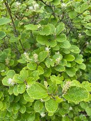 Lamperpoetserstruik - Fothergilla major