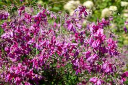 Herfstbrem - Lespedeza thunbergii