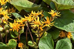 Kruiskruid - Ligularia dentata