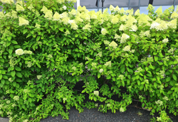 Hydrangea limelight Gartenpflanze Sträucher