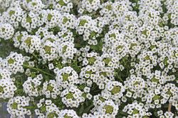 Zilverschildzaad - Lobularia maritima 'Snowcloth'