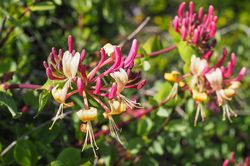 Wilde kamperfoelie - Lonicera periclymenum 'Belgica Select' bloei