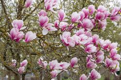 Magnolia x soulangeana in bloei
