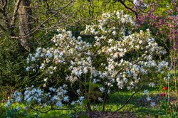 Stermagnolia - Magnolia stellata - Strauch