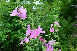 Struikmalva - Lavatera 'Candy Floss' in bloei