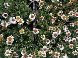 Marokkaanse margriet - Rhodanthemum 'Casablanca'