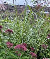 Prachtriet - Miscanthus sinensis 'Malepartus'