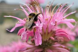 Bergamotte-Pflanze - Monarda 'Croftway Pink' lockt Bienen an