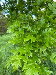 Blad van de Moseik - Quercus cerris