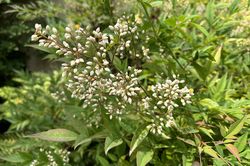 Himmlischer Bambus - Nandina domestica in voller Blüte