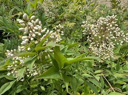 Himmlischer Bambus - Nandina domestica im Gebüsch