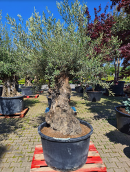 Olivenbaumgrößen 