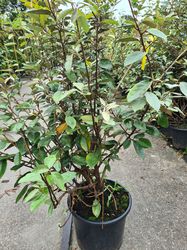 Olivenbaumweide - Elaeagnus ebbingei 