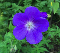 Ooievaarsbek - Geranium 'Orion' bloem bloeikleur blauw juni juli