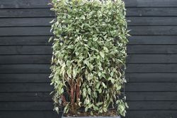 Fertige Cornus alba 'Elegantissima' Hecke - 180x120 cm