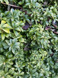 Grüne Blätter von Pachysandra - Pachysandra Terminalis