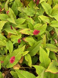 Duizendknoop - Persicaria amplexicaulis (foto oktober)