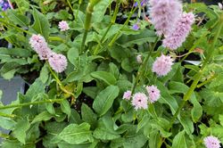 Persicaria bistorta 'Superba'