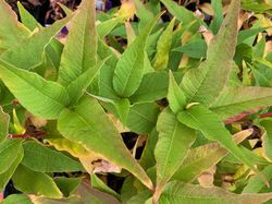 Persicaria polymorpha