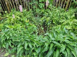 Persicaria tuinplanten