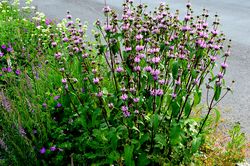 Phlomis tuberosa 'Bronze Flamingo'