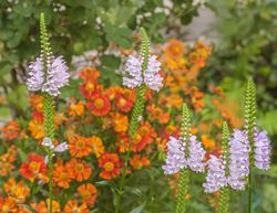 Scharnierblume - Physostegia virginiana