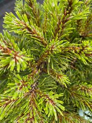 Detail Kiefer - Pinus uncinata 'Grüne Welle'