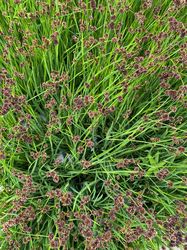 Pitrus - Juncus effusus 'Starhead'