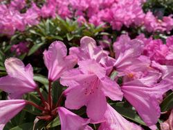 Pontische Rododendron - Rhododendron ponticum 'Graziella'