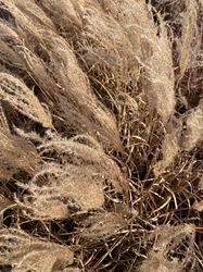 Prachtriet - Miscanthus sinensis 'Volcano'