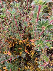 Pronkklokje - Enkianthus campanulatus 'Prettycoat'