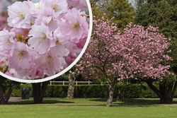 Japanische Kirsche - Prunus 'Accolade' in voller Blüte
