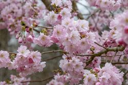 Prunus 'Accolade' - Rosa blühend