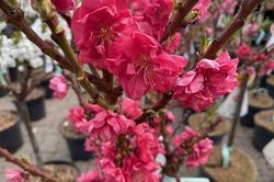 Dwergperzik - Prunus Persica 'Red Peachy' op stam